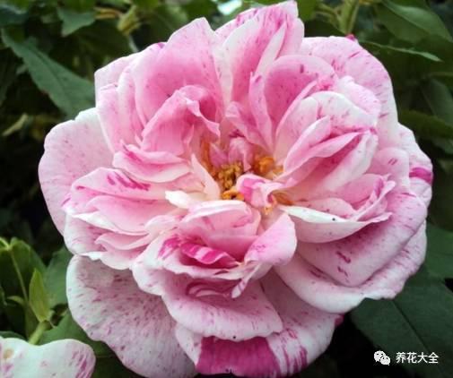 一年四季都开花的月季品种，复花能力超好的6种藤本月季