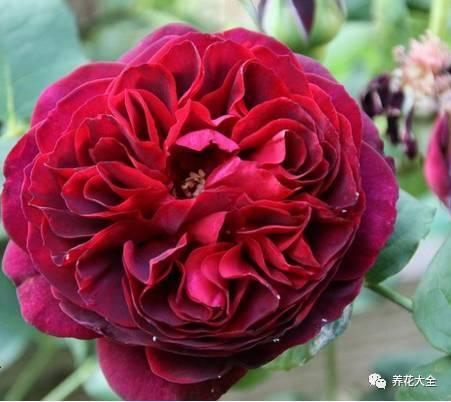 一年四季都开花的月季品种，复花能力超好的6种藤本月季