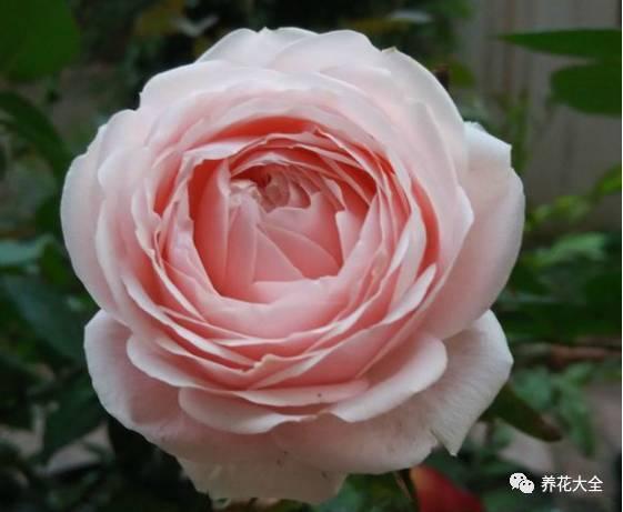 一年四季都开花的月季品种，复花能力超好的6种藤本月季