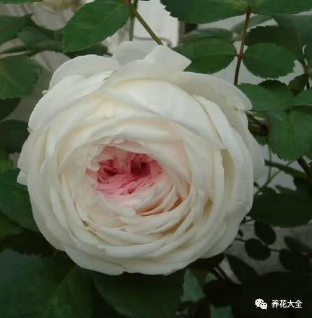 一年四季都开花的月季品种，复花能力超好的6种藤本月季