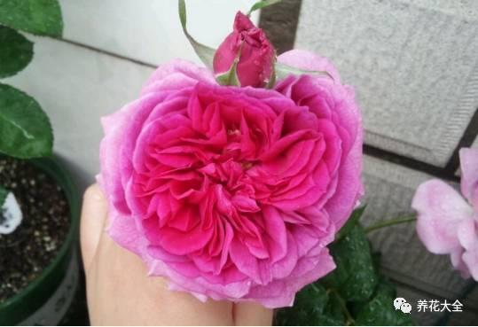 一年四季都开花的月季品种，复花能力超好的6种藤本月季