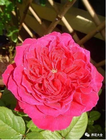 一年四季都开花的月季品种，复花能力超好的6种藤本月季