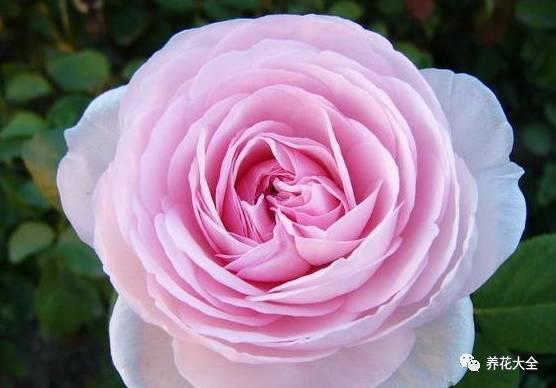 一年四季都开花的月季品种，复花能力超好的6种藤本月季