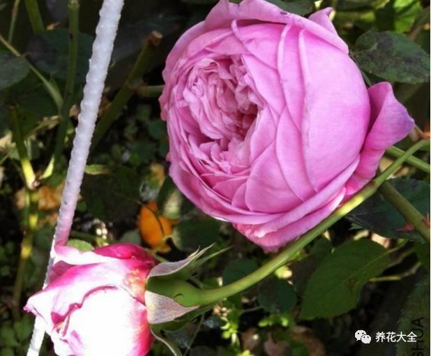 一年四季都开花的月季品种，复花能力超好的6种藤本月季