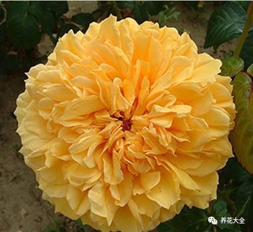 一年四季都开花的月季品种，复花能力超好的6种藤本月季