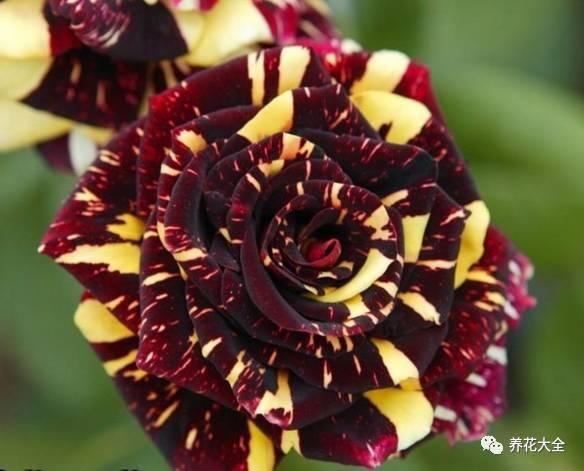 一年四季都开花的月季品种，复花能力超好的6种藤本月季