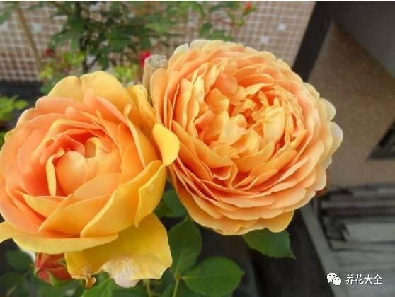 一年四季都开花的月季品种，复花能力超好的6种藤本月季