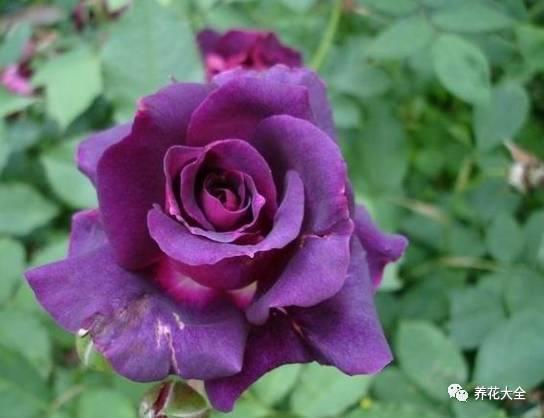 一年四季都开花的月季品种，复花能力超好的6种藤本月季