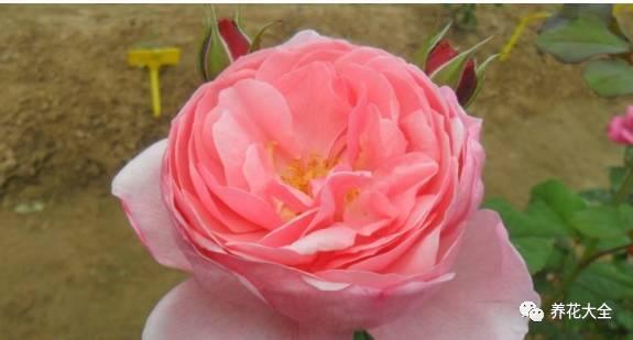 一年四季都开花的月季品种，复花能力超好的6种藤本月季