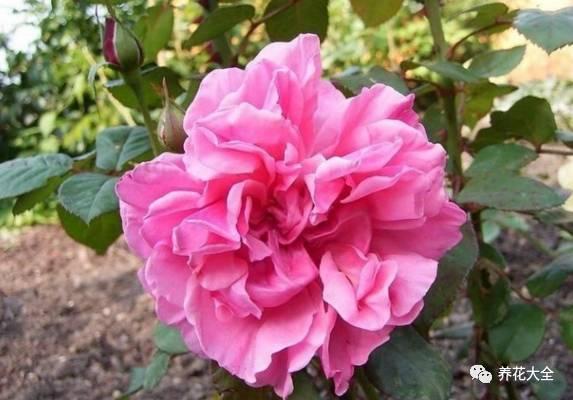 一年四季都开花的月季品种，复花能力超好的6种藤本月季