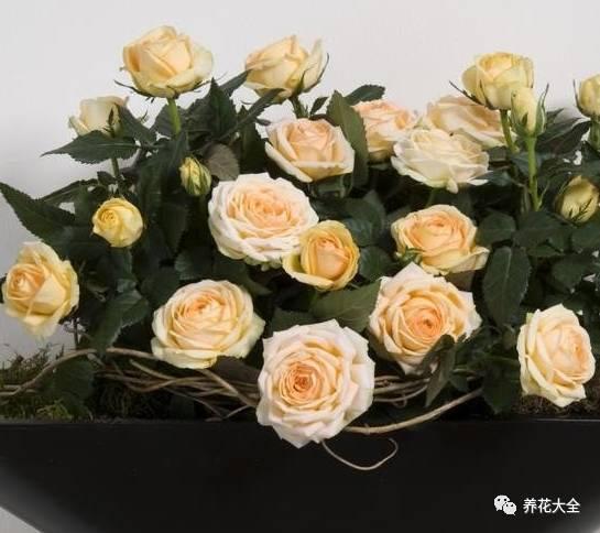 一年四季都开花的月季品种，复花能力超好的6种藤本月季