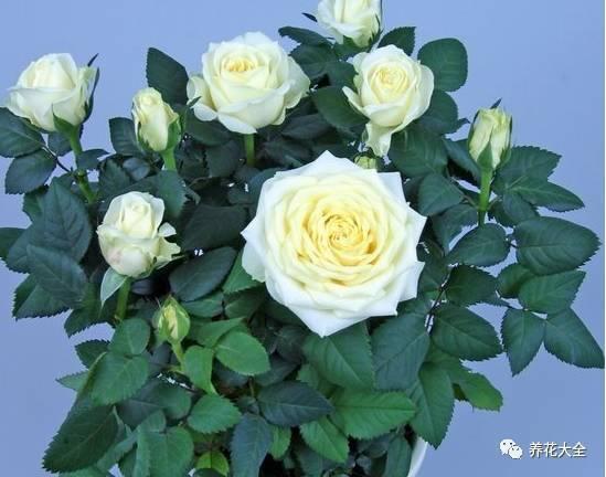 一年四季都开花的月季品种，复花能力超好的6种藤本月季