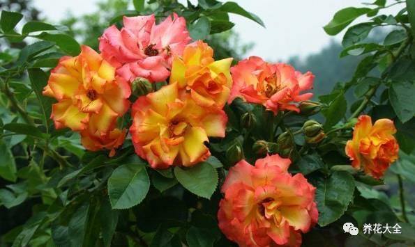 一年四季都开花的月季品种，复花能力超好的6种藤本月季