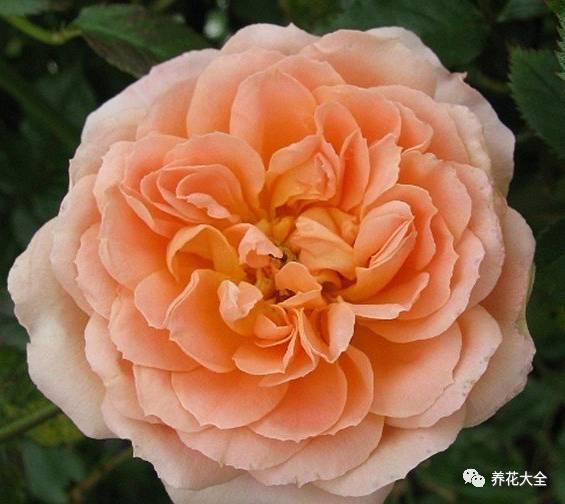 一年四季都开花的月季品种，复花能力超好的6种藤本月季