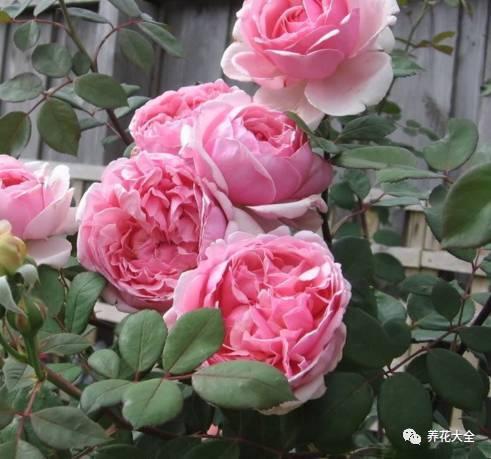 一年四季都开花的月季品种，复花能力超好的6种藤本月季