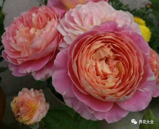 一年四季都开花的月季品种，复花能力超好的6种藤本月季