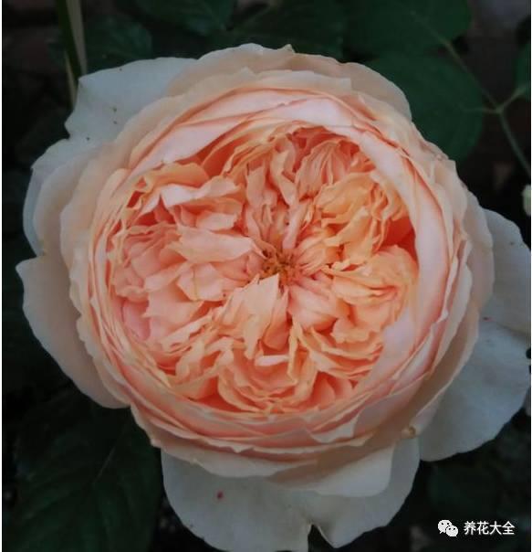 一年四季都开花的月季品种，复花能力超好的6种藤本月季