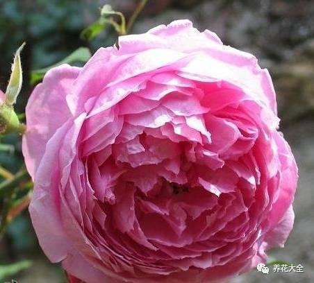 一年四季都开花的月季品种，复花能力超好的6种藤本月季