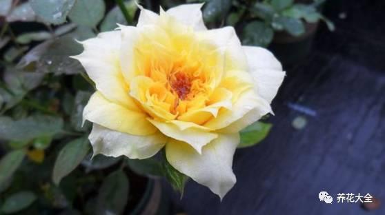 一年四季都开花的月季品种，复花能力超好的6种藤本月季