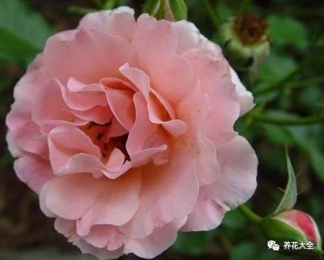 一年四季都开花的月季品种，复花能力超好的6种藤本月季