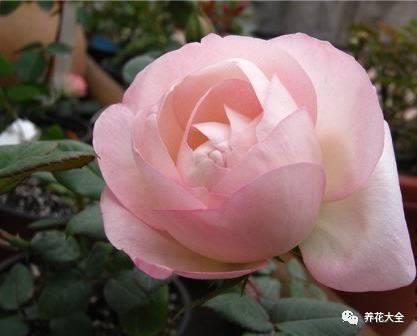 一年四季都开花的月季品种，复花能力超好的6种藤本月季