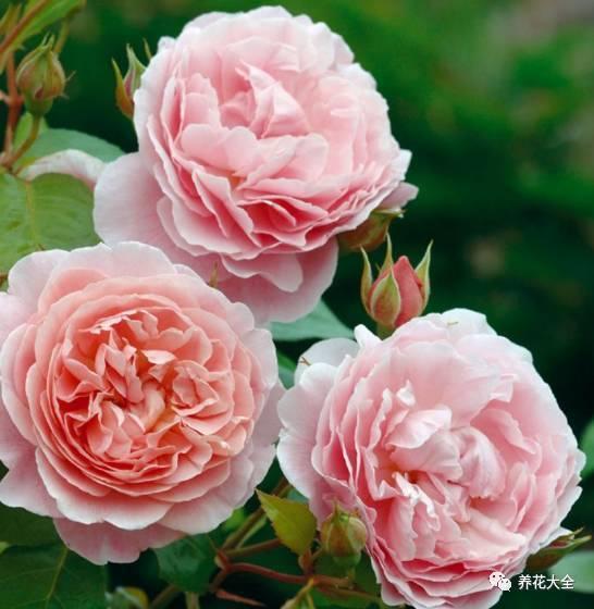 一年四季都开花的月季品种，复花能力超好的6种藤本月季