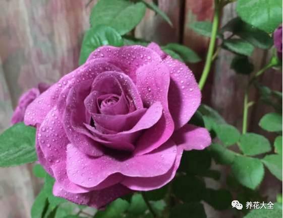 一年四季都开花的月季品种，复花能力超好的6种藤本月季