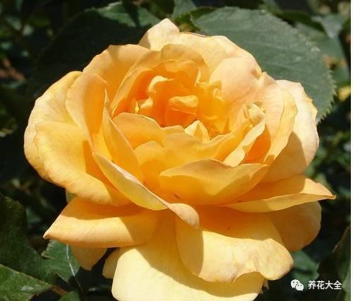 一年四季都开花的月季品种，复花能力超好的6种藤本月季