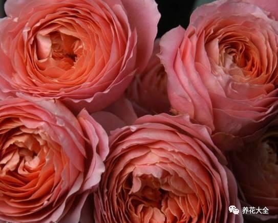 一年四季都开花的月季品种，复花能力超好的6种藤本月季