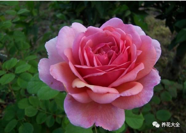 一年四季都开花的月季品种，复花能力超好的6种藤本月季