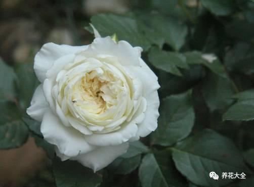 一年四季都开花的月季品种，复花能力超好的6种藤本月季