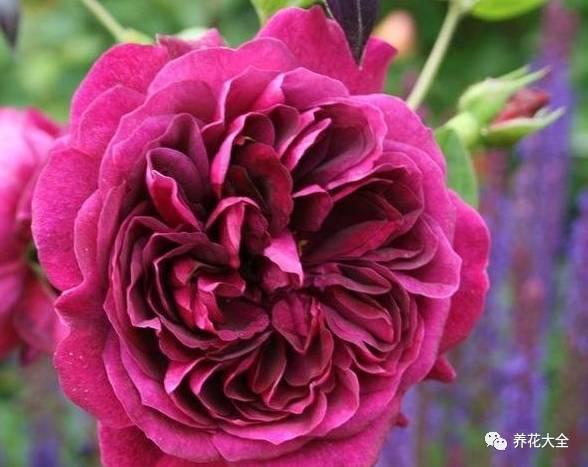 一年四季都开花的月季品种，复花能力超好的6种藤本月季