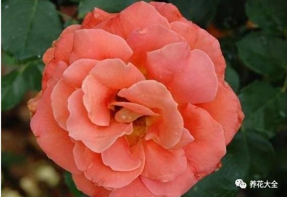 一年四季都开花的月季品种，复花能力超好的6种藤本月季