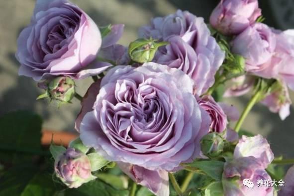 一年四季都开花的月季品种，复花能力超好的6种藤本月季