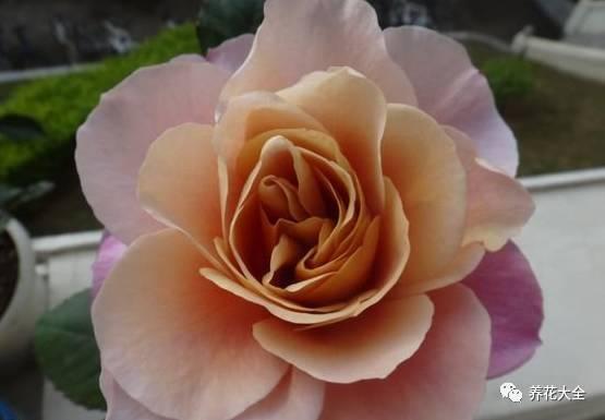 一年四季都开花的月季品种，复花能力超好的6种藤本月季