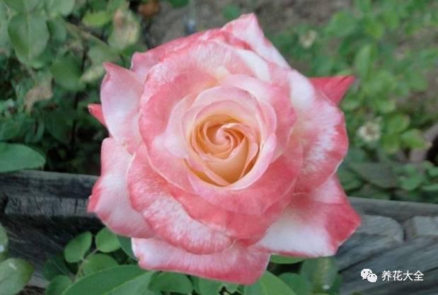 一年四季都开花的月季品种，复花能力超好的6种藤本月季