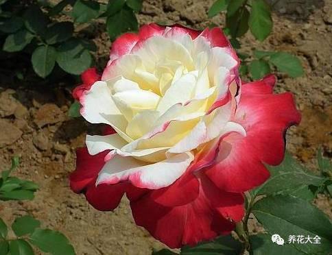 一年四季都开花的月季品种，复花能力超好的6种藤本月季