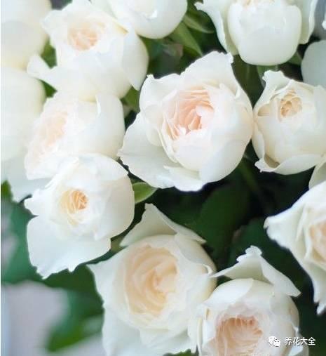 一年四季都开花的月季品种，复花能力超好的6种藤本月季