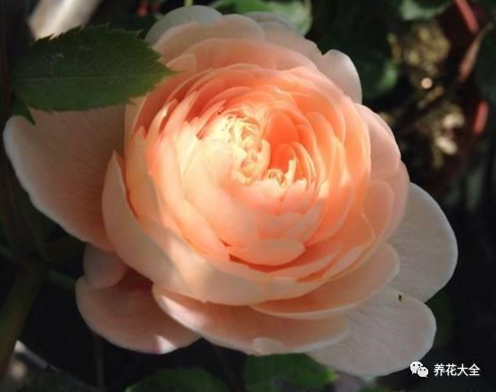 一年四季都开花的月季品种，复花能力超好的6种藤本月季