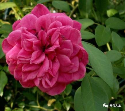 一年四季都开花的月季品种，复花能力超好的6种藤本月季