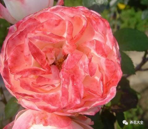 一年四季都开花的月季品种，复花能力超好的6种藤本月季