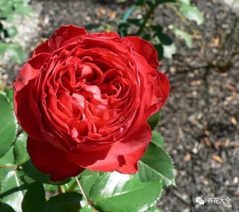 一年四季都开花的月季品种，复花能力超好的6种藤本月季