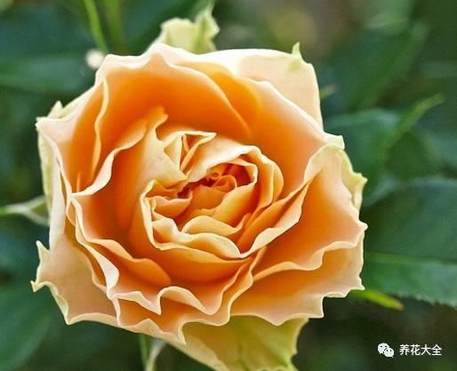 一年四季都开花的月季品种，复花能力超好的6种藤本月季