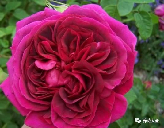 一年四季都开花的月季品种，复花能力超好的6种藤本月季