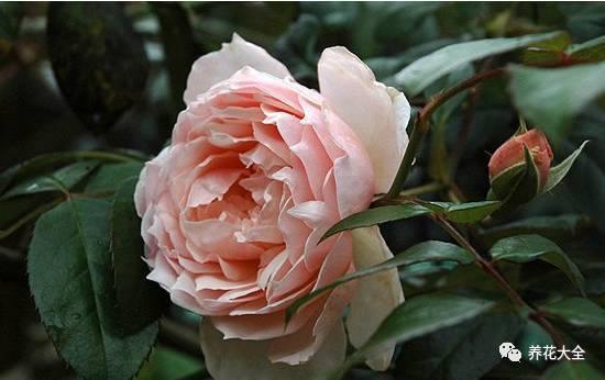 一年四季都开花的月季品种，复花能力超好的6种藤本月季