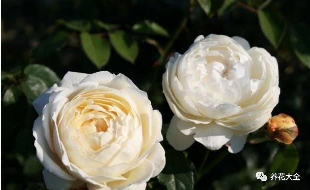 一年四季都开花的月季品种，复花能力超好的6种藤本月季