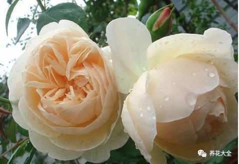 一年四季都开花的月季品种，复花能力超好的6种藤本月季