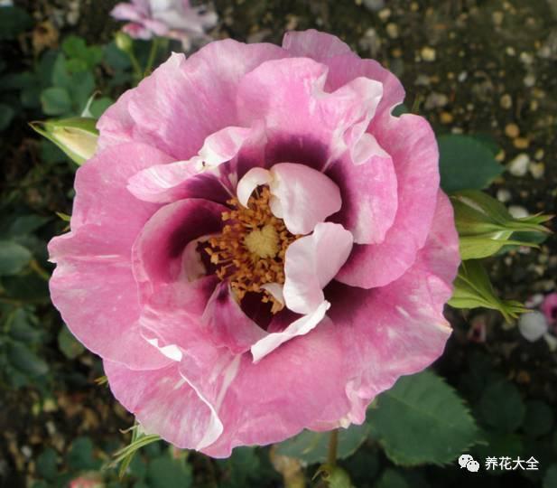 一年四季都开花的月季品种，复花能力超好的6种藤本月季