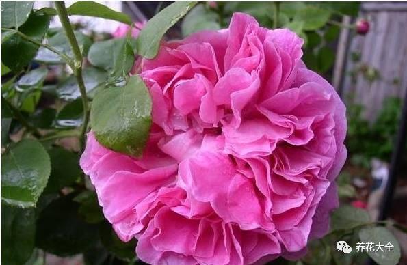 一年四季都开花的月季品种，复花能力超好的6种藤本月季