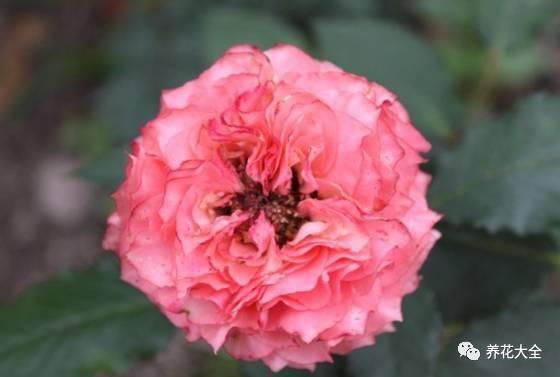 一年四季都开花的月季品种，复花能力超好的6种藤本月季